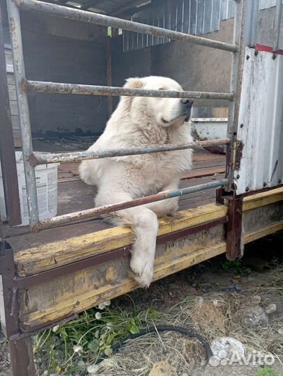 Собака алабай