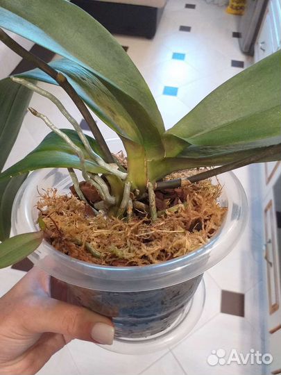 Орхидея бабочка Скрабл