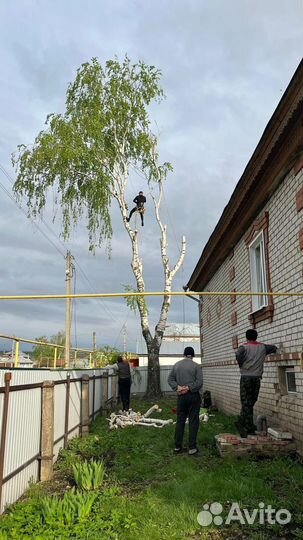 Спил деревьев / расчистка участка