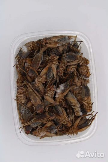 Заморозка сверчки