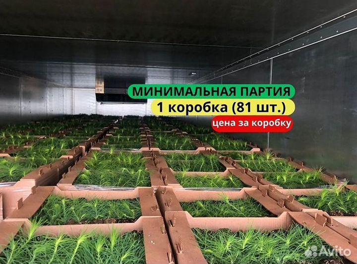 Саженцы ели европейской зкс в розницу