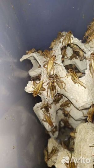 Кормовые насекомые Сверчок, Таракан, Зофобас и т.п