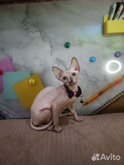 Канадский сфинкс