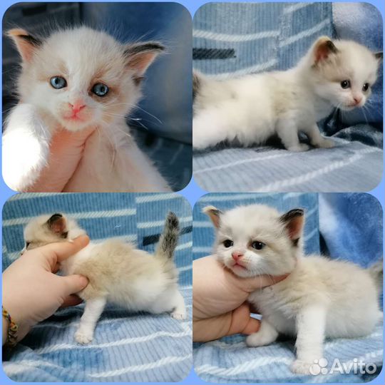 Котята Рэгдолл