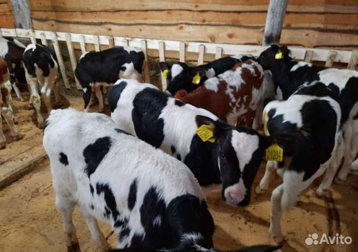 Телята бычки