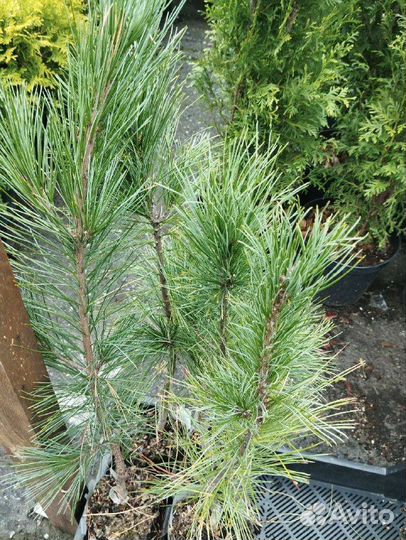 Кедр привитый, 3-6 лет