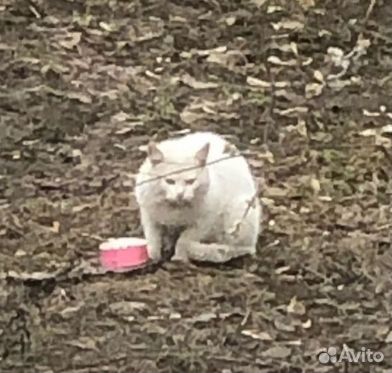Котики в беде