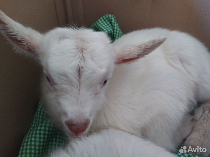 Меняю козлика