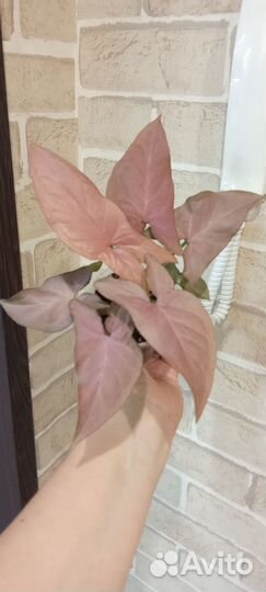 Сингониум Пинк перфекшн