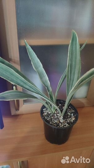 Сансевиерия металлик