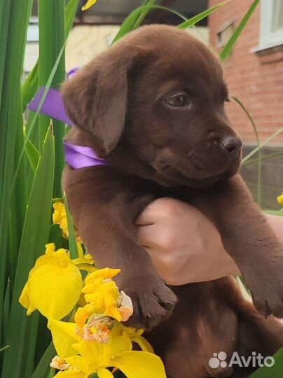 Лабрадор девочка и мальчишки