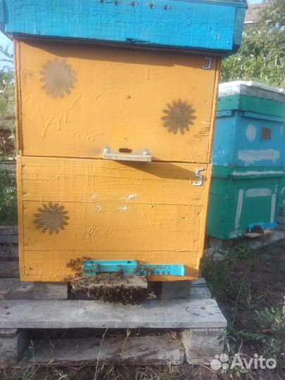 Мед луговой, горный