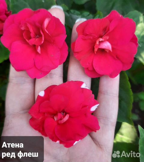 Бальзамины сортовые