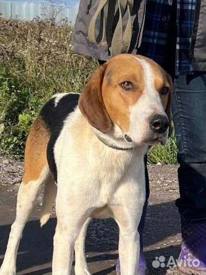 Шикарный гончий пес ищет дом в добрые руки