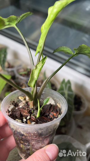 Сингониум Три Короля