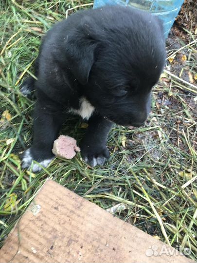 Собака в добрые руки щенок