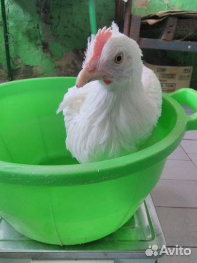 Куры Несушки