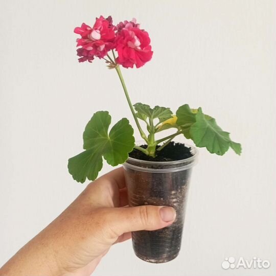 Пеларгония, герань розебудная