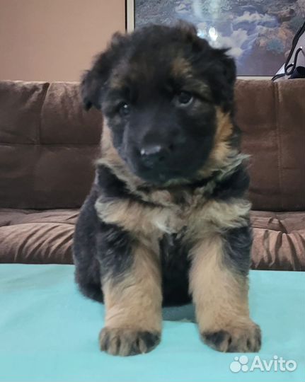 Щенки немецкой овчарки