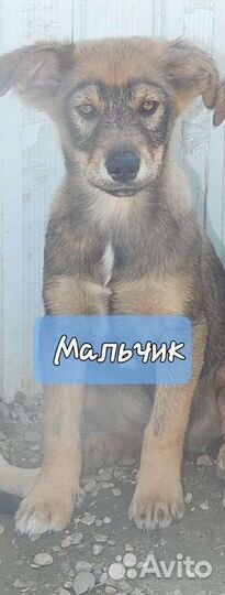 Щенки в добрые руки