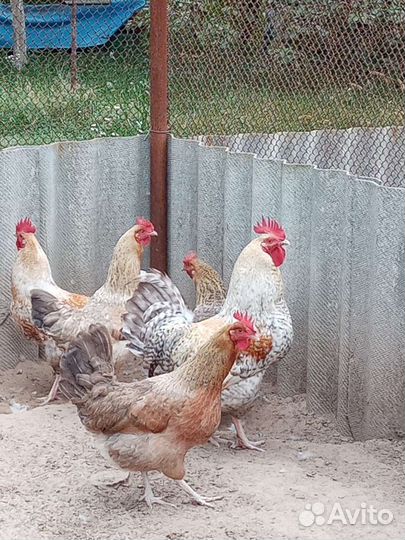 Кучинская, Ленинградская золотисто сер, Пушкинская