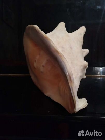 Морские кораллы и раковины