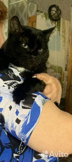 Кошка в дар