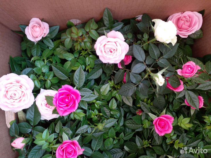 Кустовые розы