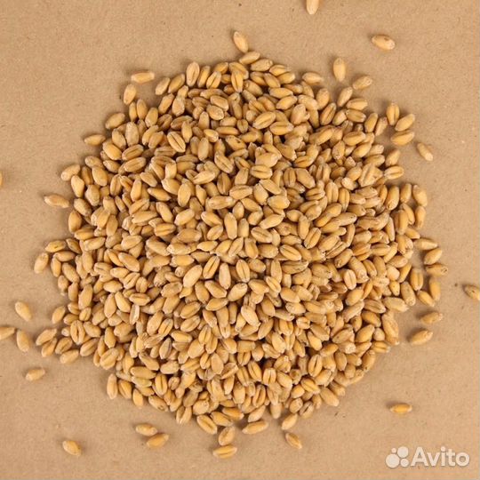 Пшеница для проращивания