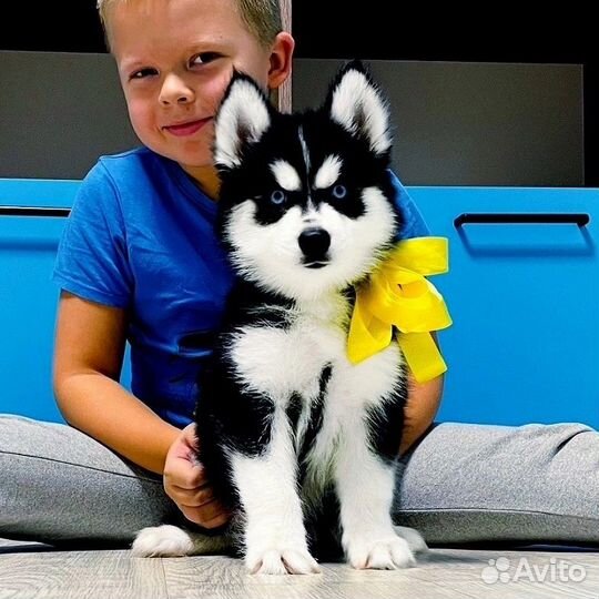 Хаски Шикарные щеночки разных окрасов