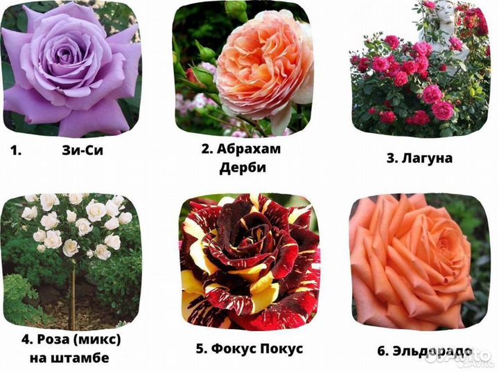 Зимостойкие саженцы роз