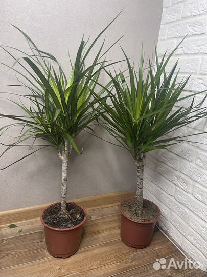 Пальма драцена комнатные цветы