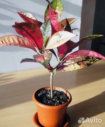 Кротон мисс айстон