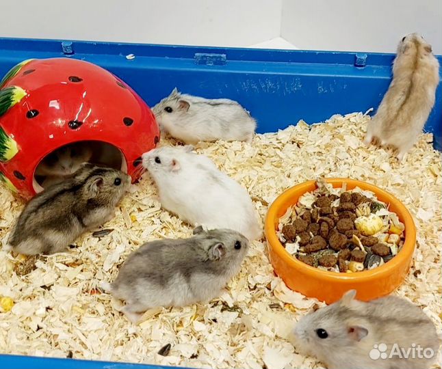 Джунгарские хомячки