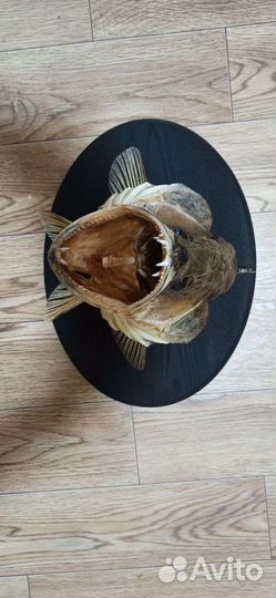 Чучело хищных рыб