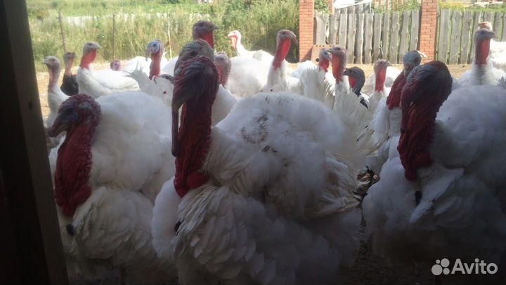 Индюки гиганты