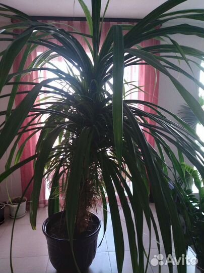 Пальма панданус