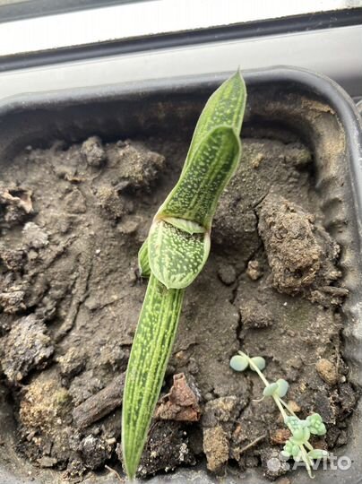 Суккулент Гастерия Little warty