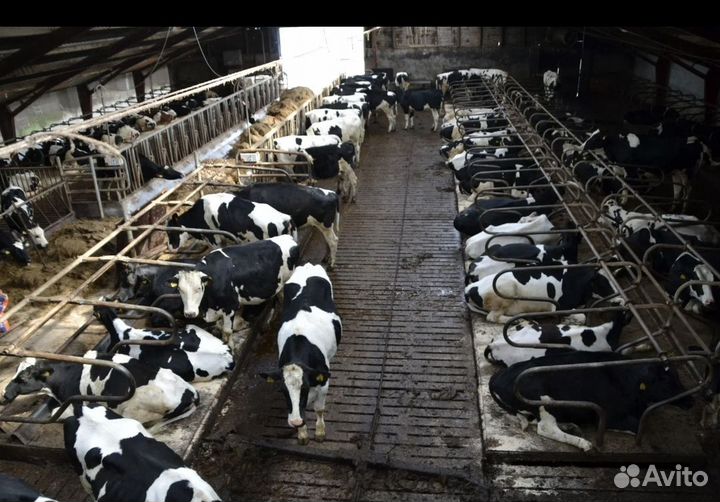 Коровы дойные