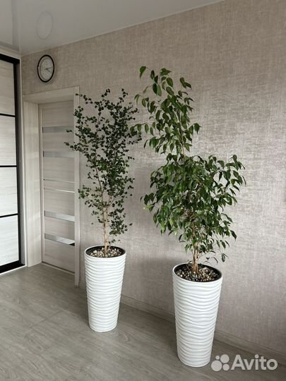 Фикус Бенджамина