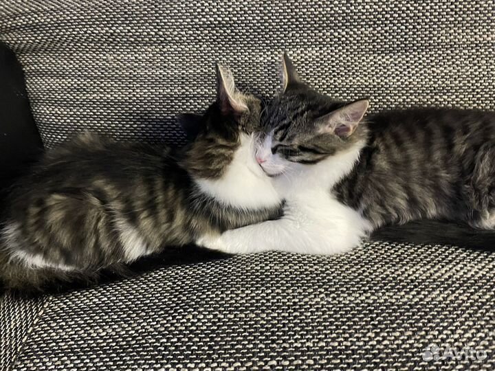 Котята в добрые руки мальчики