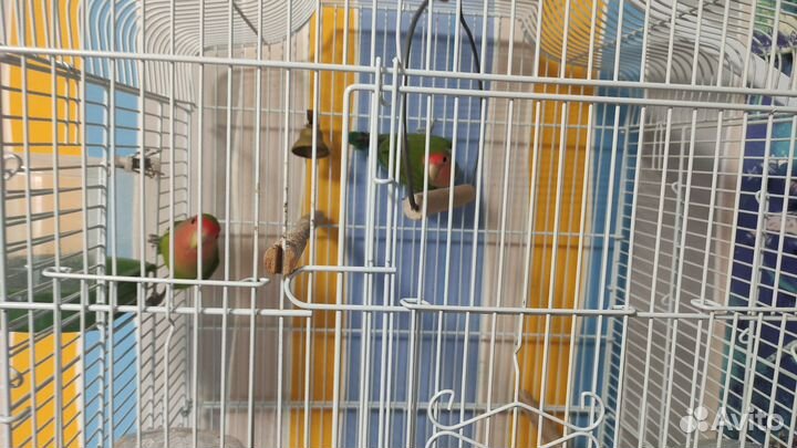 Попугай неразлучники, большая клетка