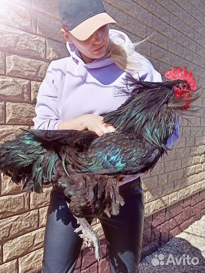 Цыплята Джерсийский гигант Индюшата подрощенные