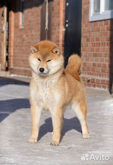 Щенки Сиба ину