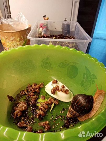 Улитка Ахатина