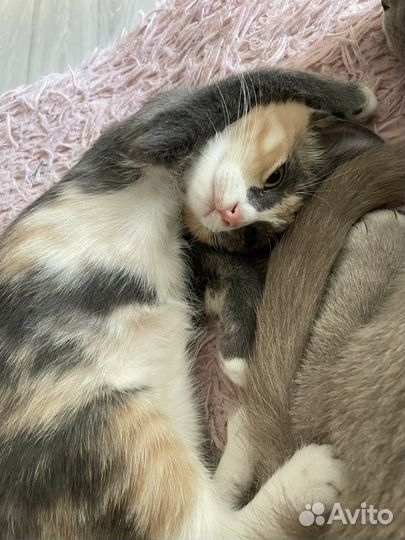 Кошка Мышка