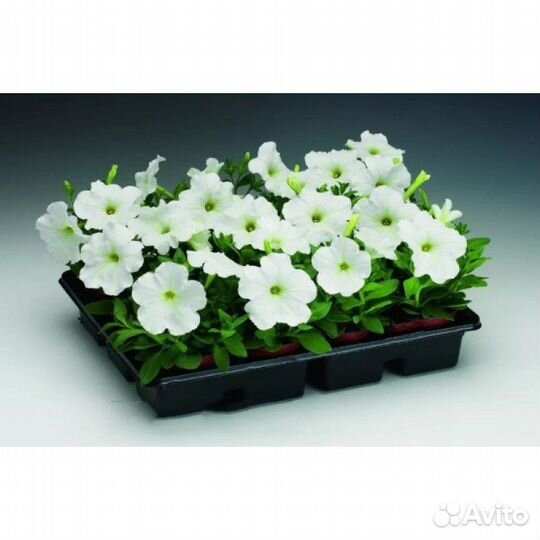 Профессиональные семена цветов