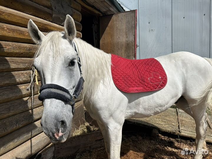 Конная амуниция