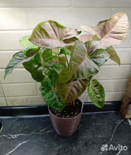 Сингониумы сортовые - 2