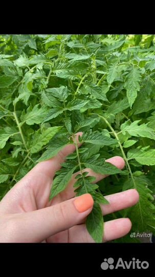 Рассада помидоров томатов